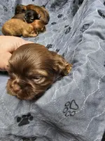 harper, a female Shih Tzu and Shorkie for sale in Edwardsville, IL – Photo 2 of 2