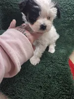 prince, a male Yorkshire Terrier and Shorkie for sale in Edwardsville, IL – Photo 1 of 4