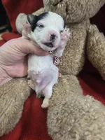 prince, a male Yorkshire Terrier and Shorkie for sale in Edwardsville, IL – Photo 3 of 4