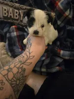 prince, a male Yorkshire Terrier and Shorkie for sale in Edwardsville, IL – Photo 2 of 4