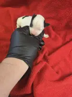 prince, a male Yorkshire Terrier and Shorkie for sale in Edwardsville, IL – Photo 4 of 4