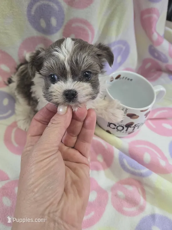 nina – Shih Tzu, Yorkshire Terrier puppy for sale in Edwardsville, IL