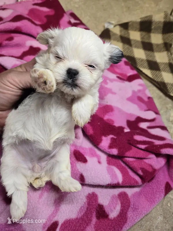valerie – Shorkie puppy for sale in Edwardsville, IL