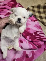 valerie, a female Shorkie for sale in Edwardsville, IL – 1 of 1