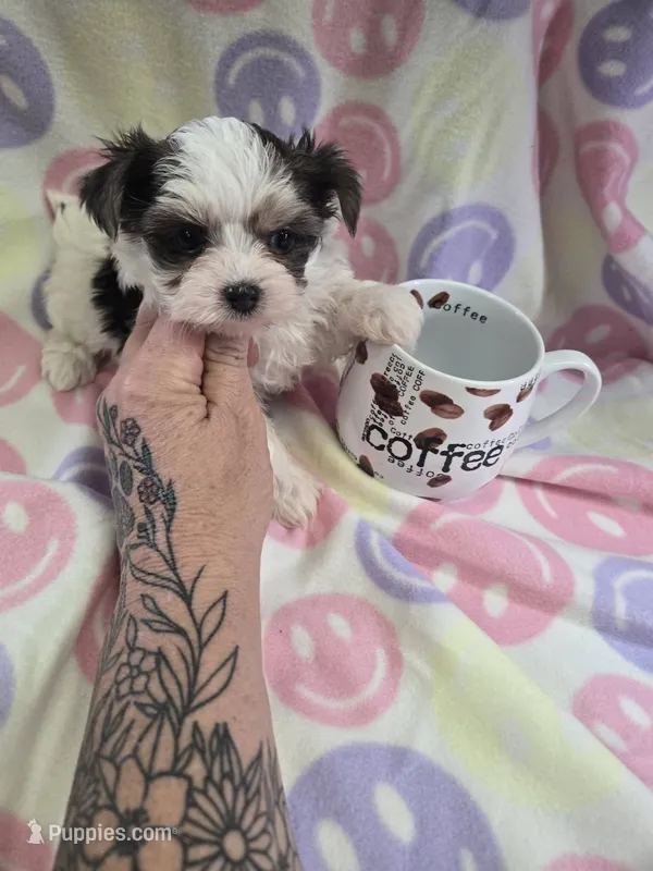 nikki – Shih Tzu, Yorkshire Terrier puppy for sale in Edwardsville, IL