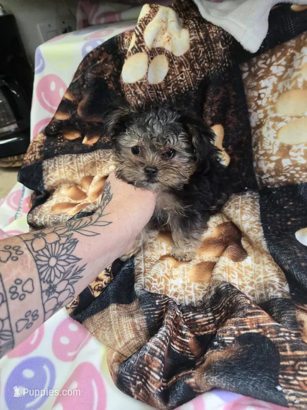 howie – Yorkshire Terrier, Brussels Griffon puppy for sale in Edwardsville, IL