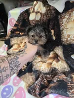 howie, a male Brussels Griffon for sale in Edwardsville, IL – 1 of 10