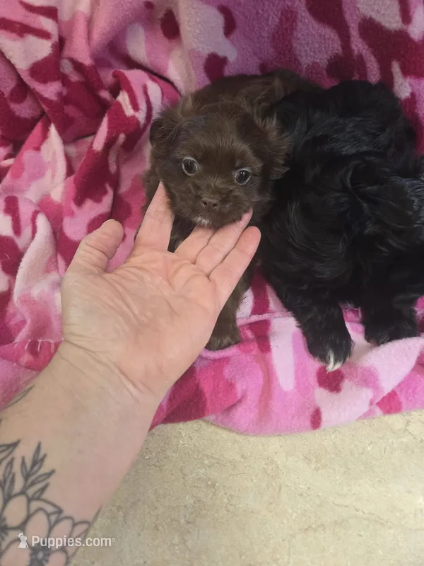 maddie – Shih Tzu, Shorkie puppy for sale in Edwardsville, IL