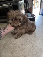 hudson, a male Shih Tzu and Shorkie for sale in Edwardsville, IL – 1 of 4