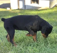 Celosia, a female Rottweiler for sale in Richfield, PA – 4 of 10