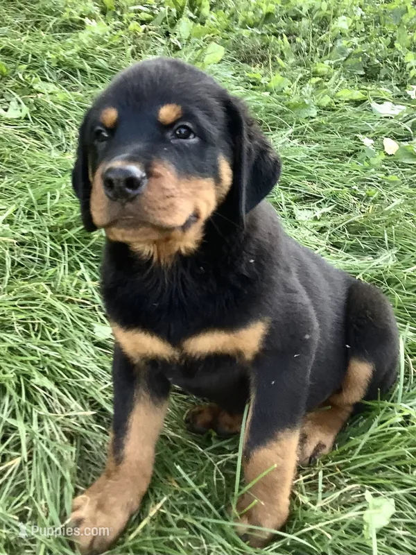 Chester  – Rottweiler puppy for sale in Richfield, PA