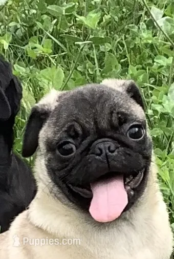 Carmel – Pug puppy for sale in Richfield, PA