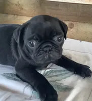 Corral , a male Pug for sale in Richfield, PA – 3 of 5