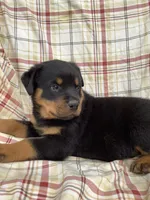 Norman, a male Rottweiler for sale in Richfield, PA – 6 of 8