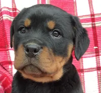 processed/684c1472-5a16-4e04-9164-e1458f546e6f/listing/21e2a4e2-404c-415b-908a-e3dde88c26bd/e39a552c-087d-442f-ad14-6998726f54a8