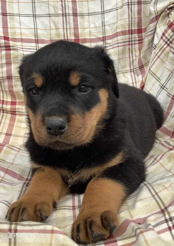 Nevada – Rottweiler puppy for sale in Richfield, PA
