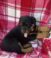 Nolan, a male Rottweiler for sale in Richfield, PA – 4 of 7