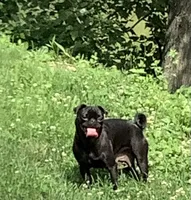 Cooley, a female Pug for sale in Richfield, PA – 4 of 5