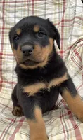 Nevada, a female Rottweiler for sale in Richfield, PA – 5 of 5