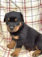 Norman, a male Rottweiler for sale in Richfield, PA – 5 of 8