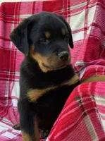Nebraska, a female Rottweiler for sale in Richfield, PA – 3 of 6