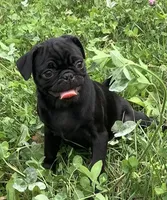 Carol, a female Pug for sale in Richfield, PA – 2 of 7
