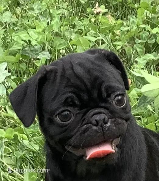 Carol – Pug puppy for sale in Richfield, PA