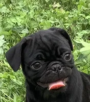Carol, a female Pug for sale in Richfield, PA – 1 of 7