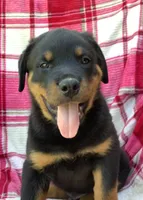 Nebraska, a female Rottweiler for sale in Richfield, PA – 2 of 6