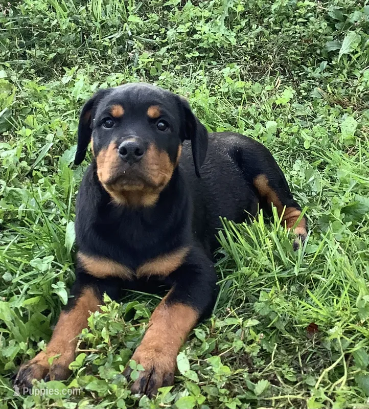 Celosia – Rottweiler puppy for sale in Richfield, PA