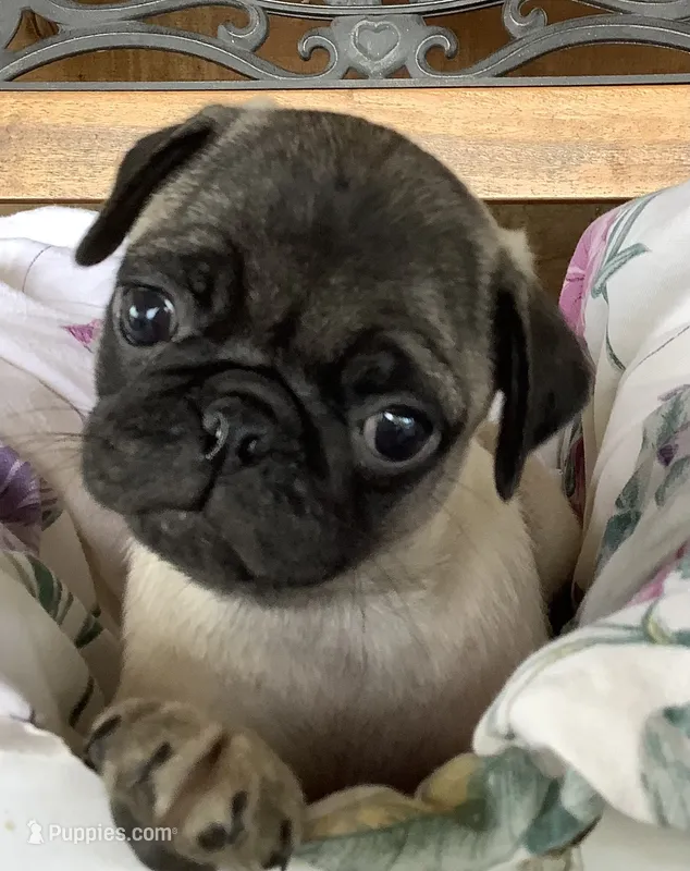 Carmel – Pug puppy for sale in Richfield, PA