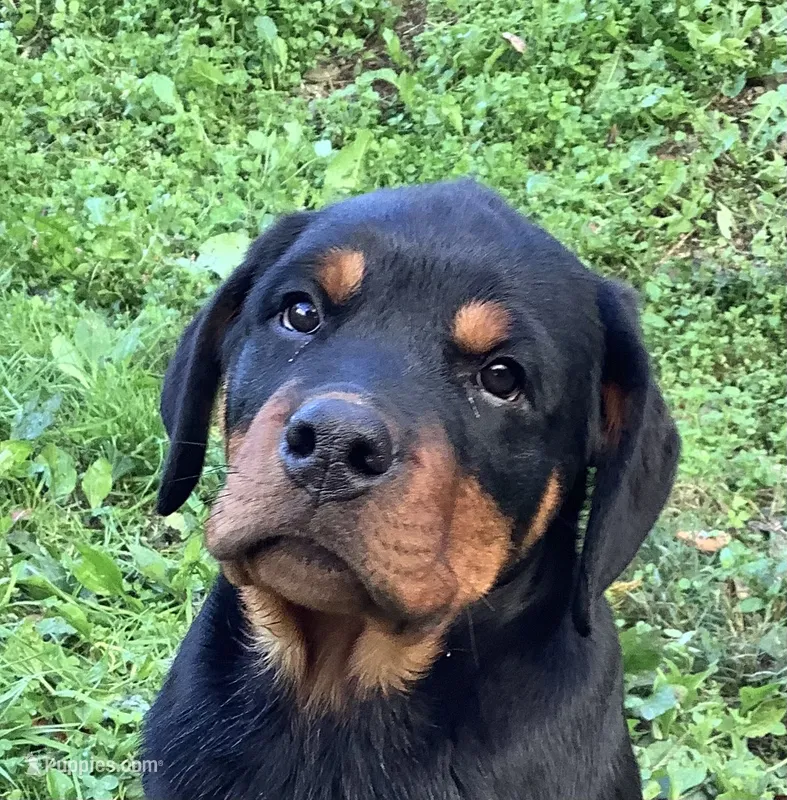 Chester  – Rottweiler puppy for sale in Richfield, PA