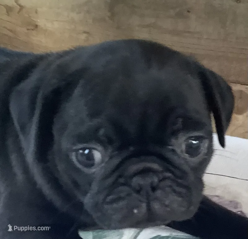 Corral  – Pug puppy for sale in Richfield, PA