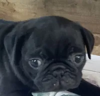 Corral , a male Pug for sale in Richfield, PA – 1 of 5