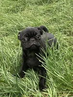 Carol, a female Pug for sale in Richfield, PA – 7 of 7