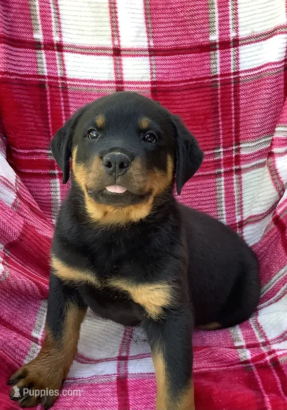Nebraska – Rottweiler puppy for sale in Richfield, PA