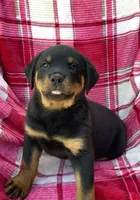 Nebraska, a female Rottweiler for sale in Richfield, PA – 1 of 6
