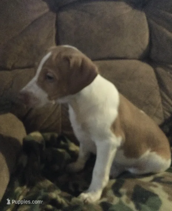 Archie, a male Jack Russell Terrier for sale in Richfield, PA – Photo 1 of 1