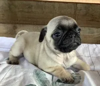 Cooley, a female Pug for sale in Richfield, PA – 3 of 5