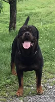 Nebraska, a female Rottweiler for sale in Richfield, PA – 6 of 6