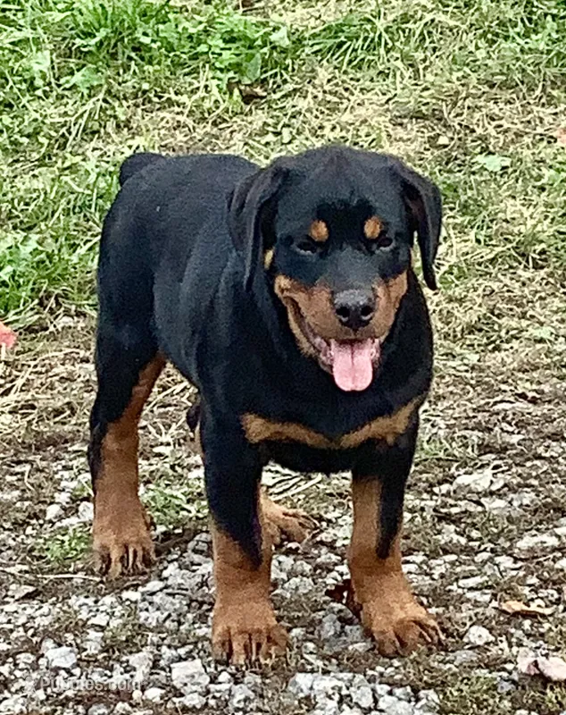 Chester  – Rottweiler puppy for sale in Richfield, PA
