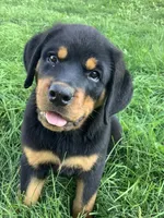 Chester , a male Rottweiler for sale in Richfield, PA – 3 of 5