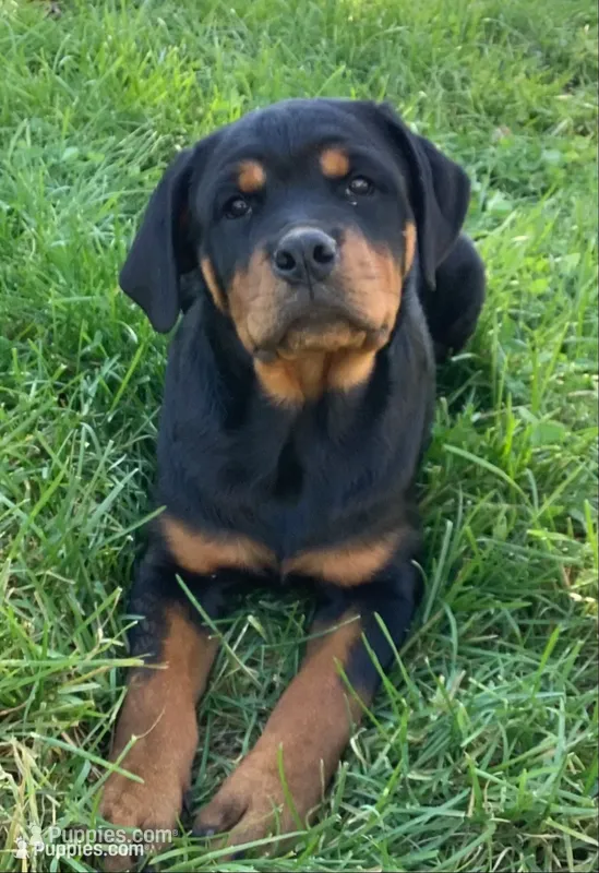 Celosia, a female Rottweiler for sale in Richfield, PA – 1 of 10