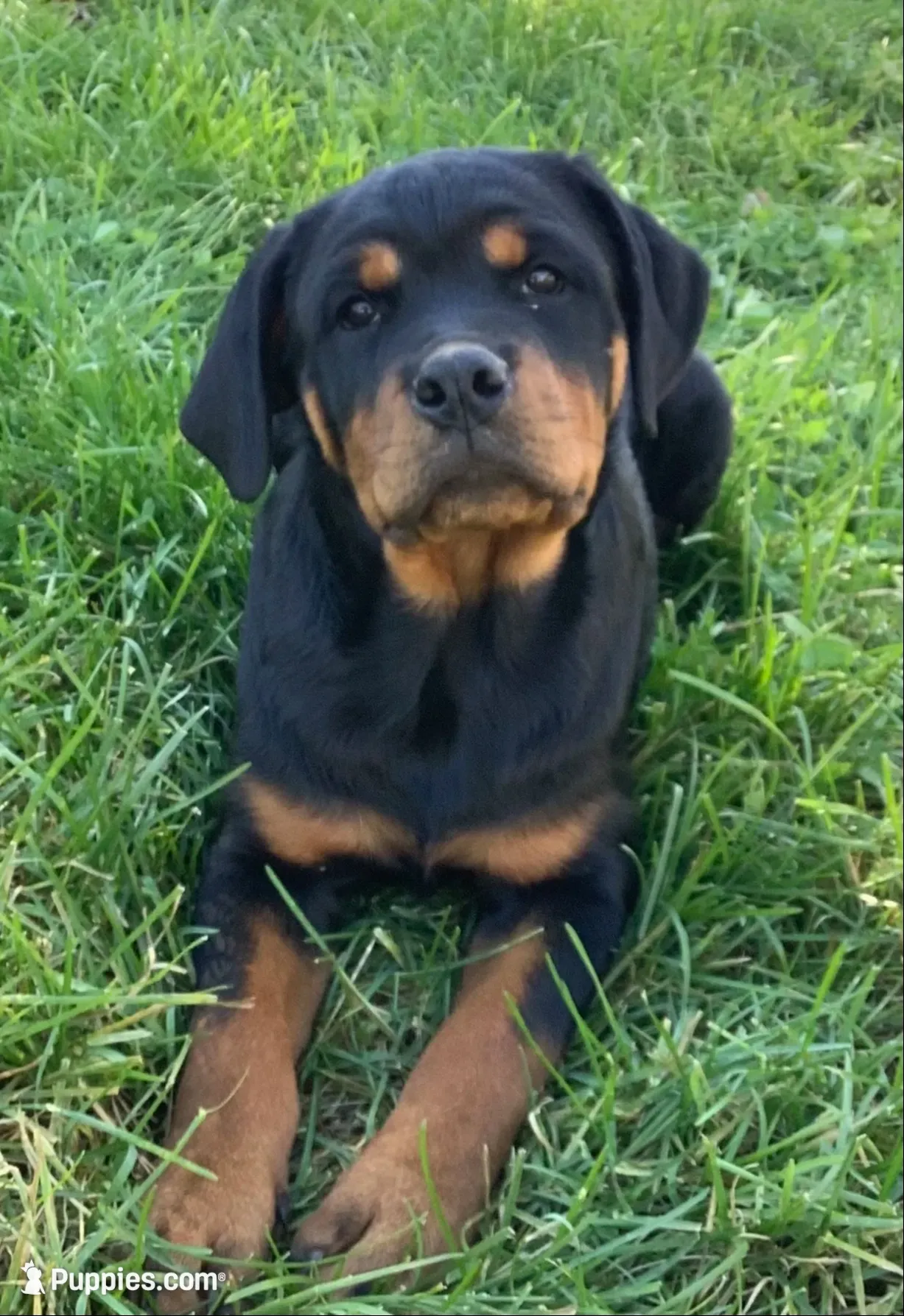 Celosia, a female Rottweiler for sale in Richfield, PA – 1 of 10