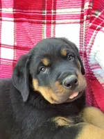 Norman, a male Rottweiler for sale in Richfield, PA – 2 of 8
