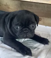 Corral , a male Pug for sale in Richfield, PA – 2 of 5