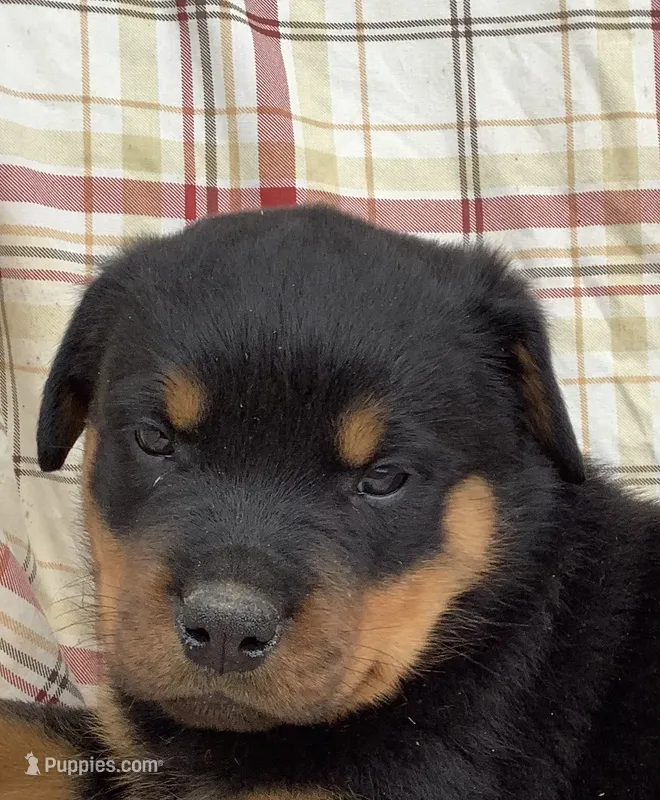 Norman – Rottweiler puppy for sale in Richfield, PA