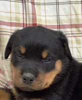 Norman, a male Rottweiler for sale in Richfield, PA – 3 of 8
