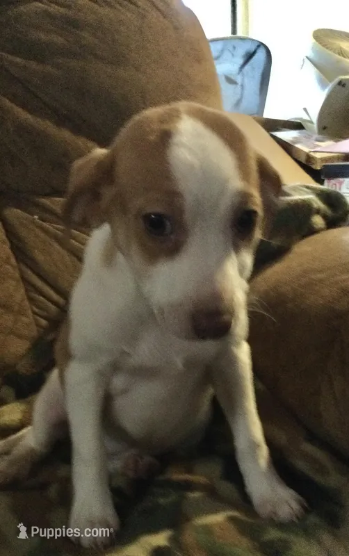 Anika, a female Jack Russell Terrier for sale in Richfield, PA – Photo 1 of 1