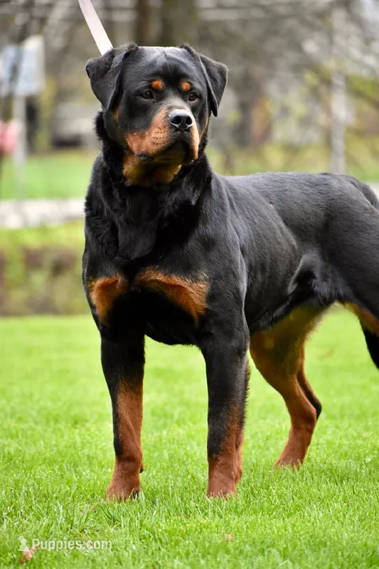 New litter coming, a  Rottweiler for sale in Richfield, PA – Photo 1 of 2